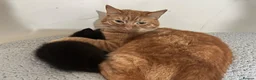Mixed Breed cats for sale: Beautiful Boy Looking For a Loving New Home ❤️ - Advert 3