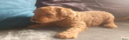 Cavapoo dogs for sale: F1BB Cavapoo pups - Advert 30