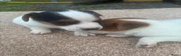 Jack Russell dogs for sale: Jack russel puppies  - Advert 10