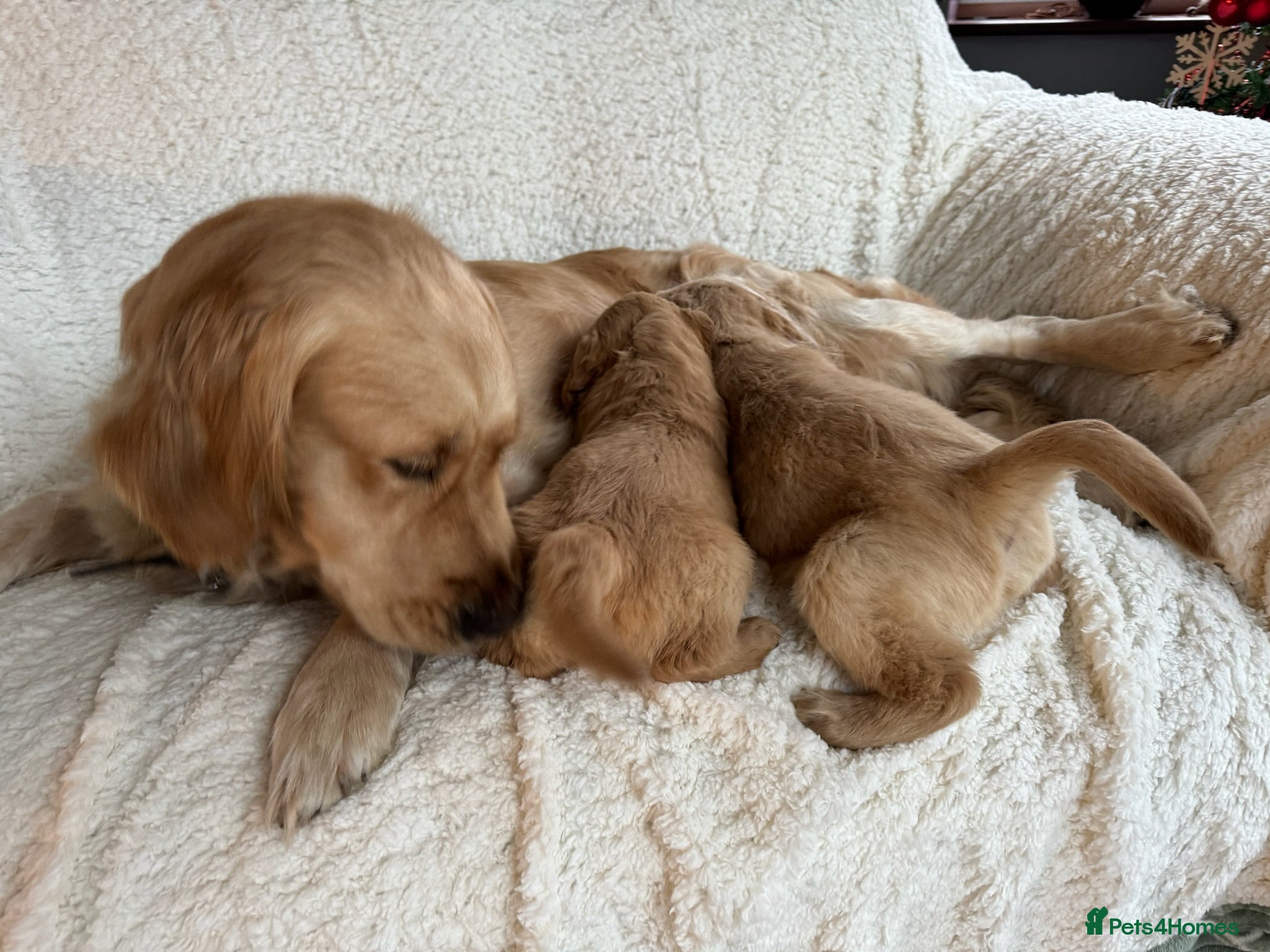 Golden Retriever dogs Beautiful golden retrievers - Advert 2