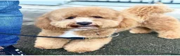 Cavapoochon dogs for sale: Tinyteddycavapoochons Now available  - Advert 10