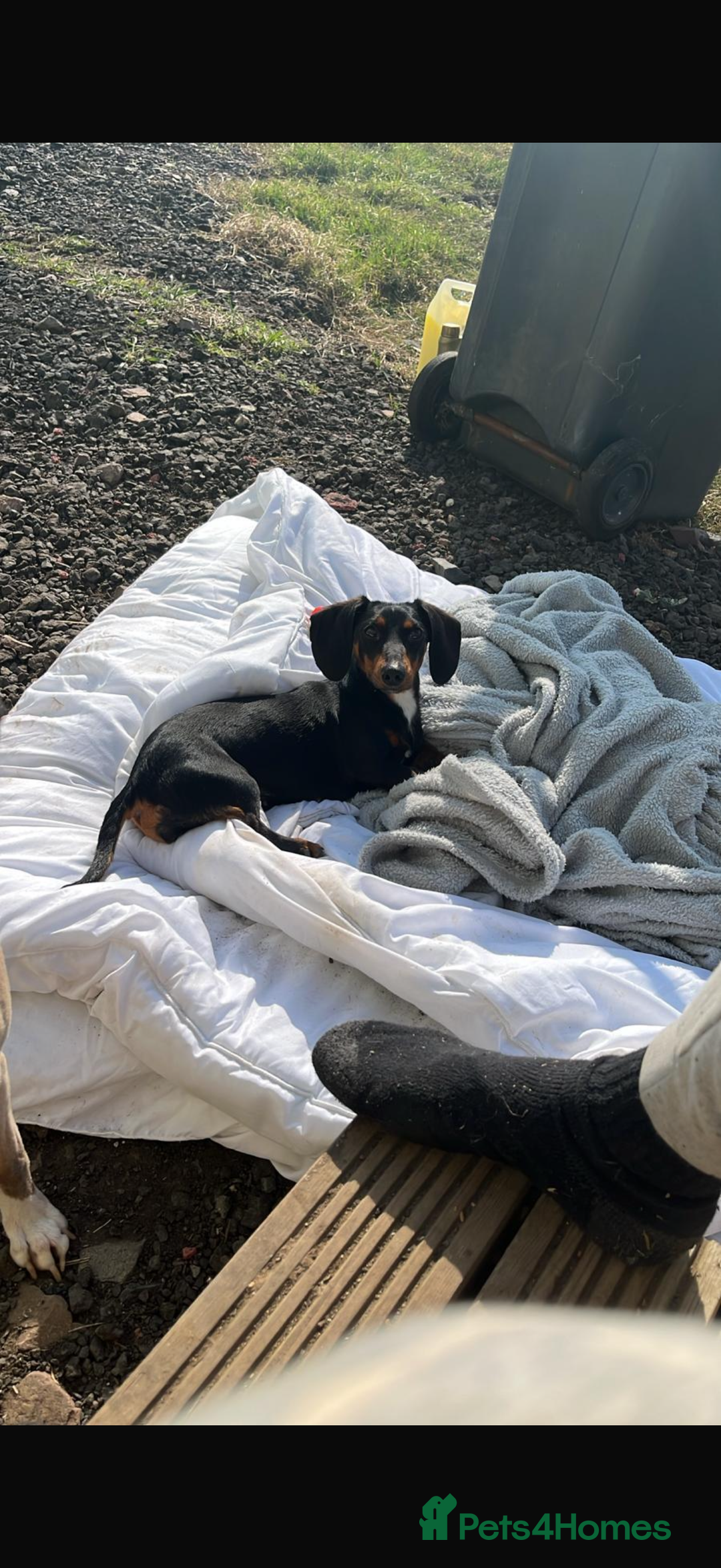 Miniature Dachshund dogs for sale: Annie Mini dachshund  - Advert 1