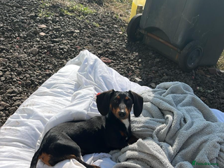 Miniature Dachshund dogs Annie Mini dachshund - Advert 2