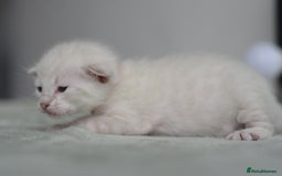Siamese cats for sale: 🧬F1 BENAMESE KITTENS🧬 1 LITTLE BOY LEFT - Image 1