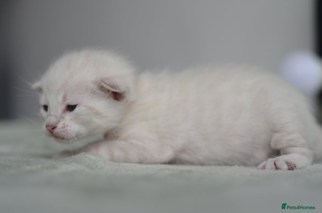 Siamese cats for sale: 🧬F1 BENAMESE KITTENS🧬 1 LITTLE BOY LEFT - Image 1