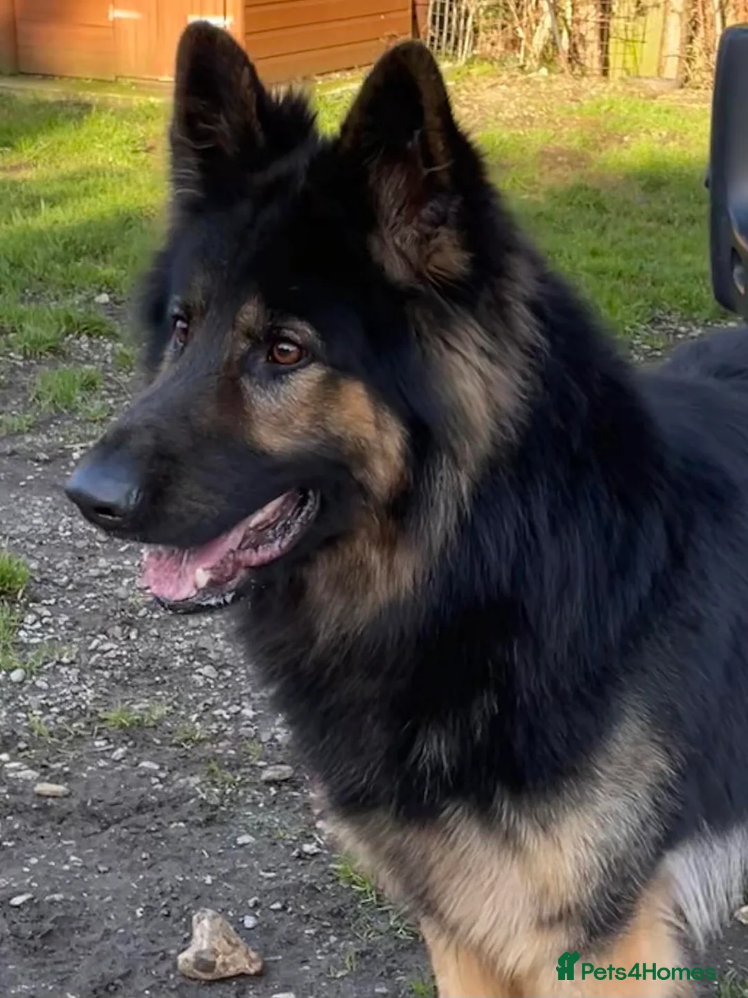 German Shepherd dogs for stud: KC Reg Shadow fully Health Tested at stud in Wisbech - Advert 25