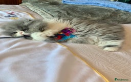 Persian cats for sale: GCCF Reg,Persian Kittens - Image 7