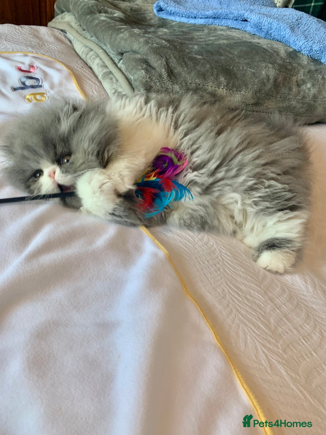 Persian cats for sale: GCCF Reg,Persian Kittens - Image 7