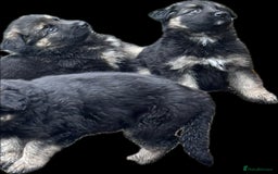 German Shepherd dogs for sale: Beautiful German Shepherd Puppies  - Image 19