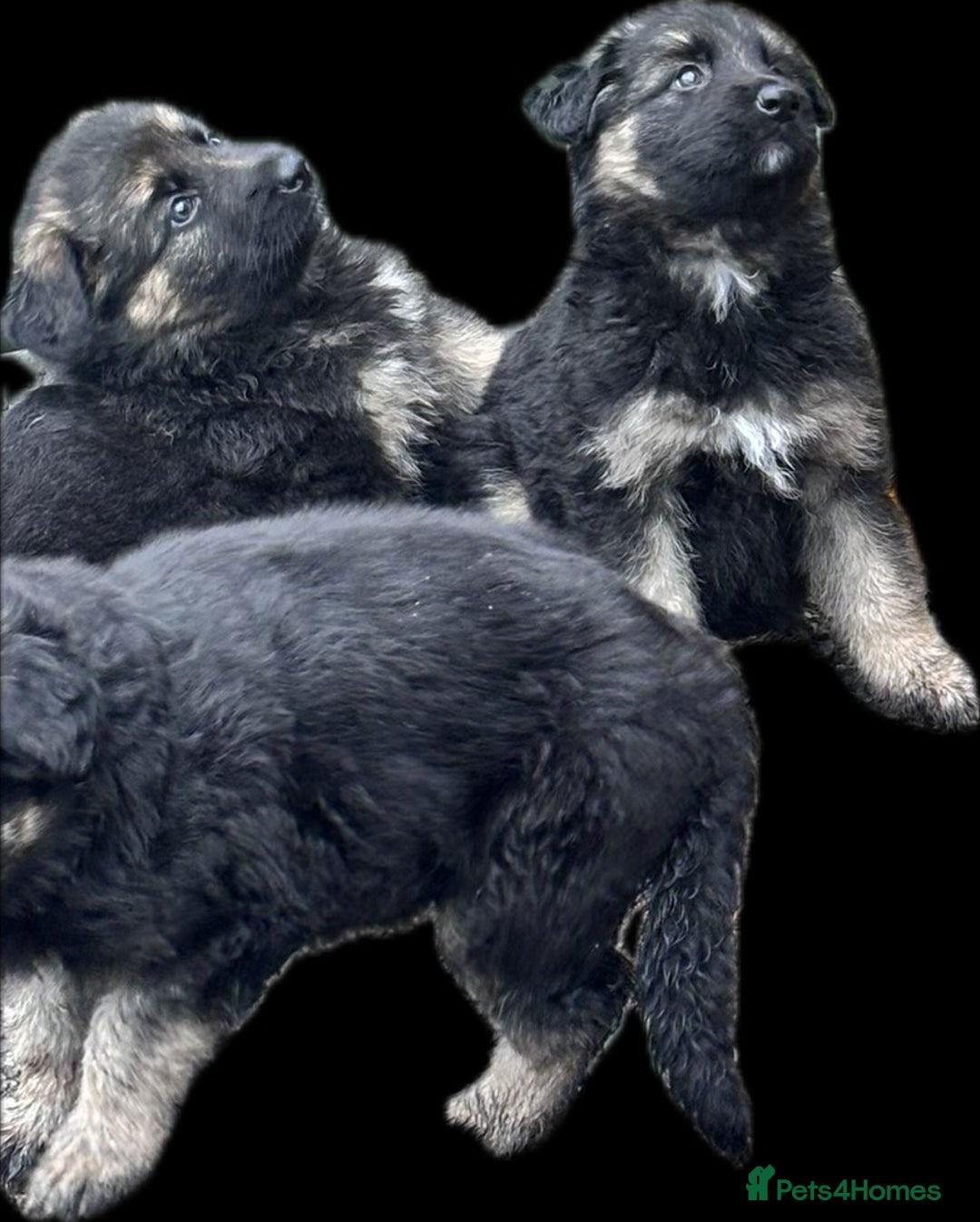 German Shepherd dogs for sale: Beautiful German Shepherd Puppies  - Image 19