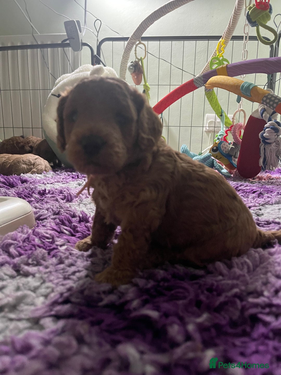Cockapoo dogs for sale: Adorable cockapoo puppies for sale - Advert 1