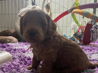 Cockapoo dogs Adorable cockapoo puppies for sale - Advert 1