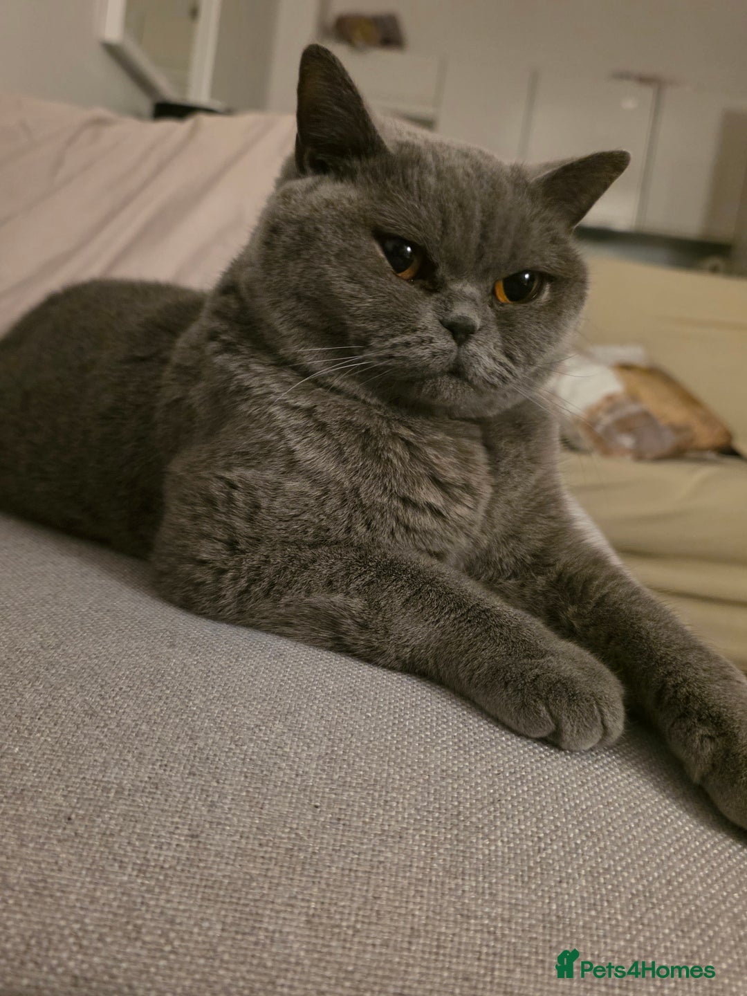 British Shorthair cats for sale: British Shorthair Female - Image 4