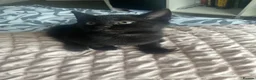 Mixed Breed cats for sale: Two kittens female for sale - Advert 6