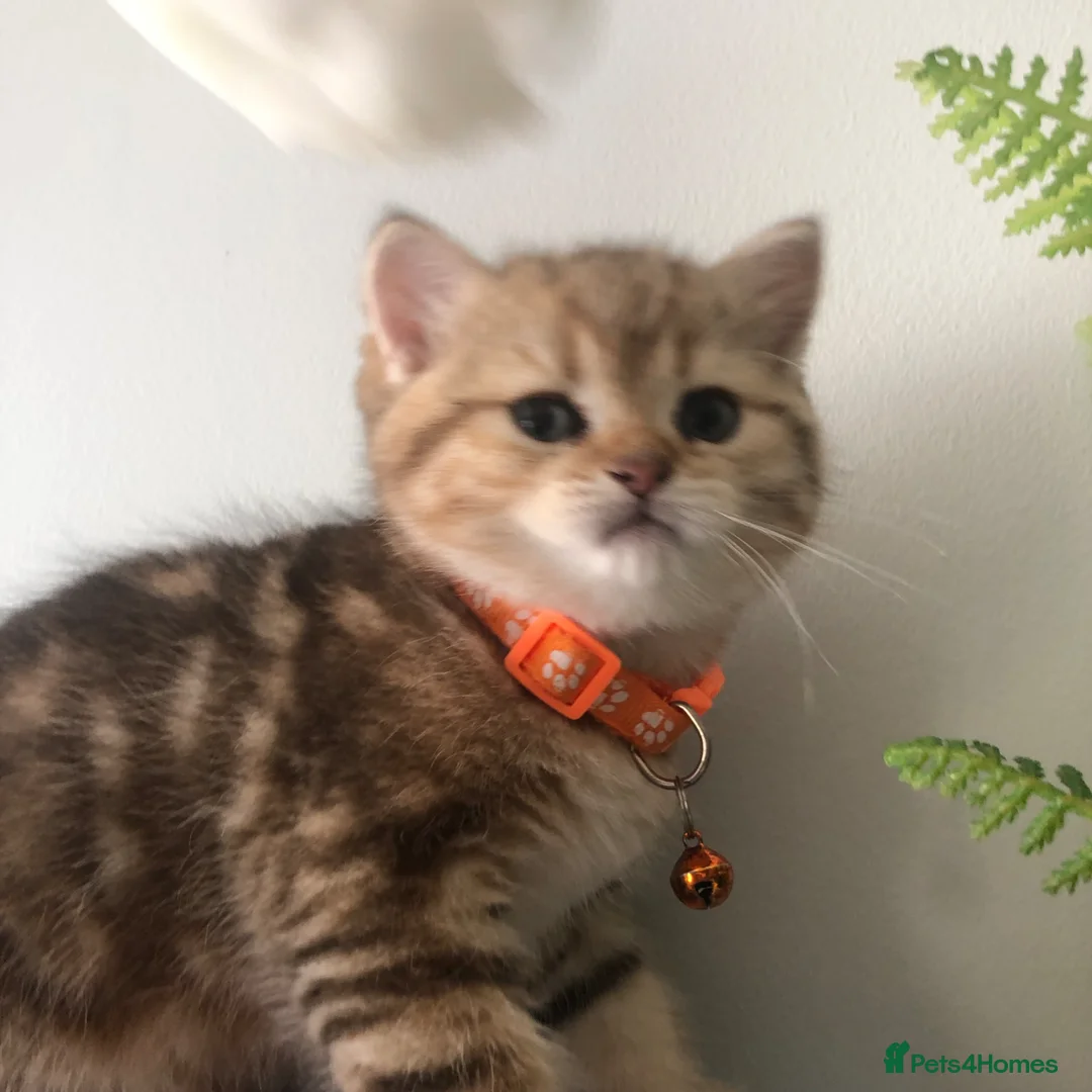 British Shorthair cats for sale: British shorthair kittens  - Advert 40