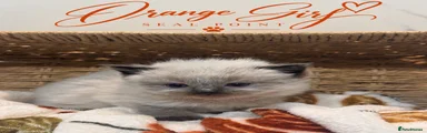 Ragdoll 5