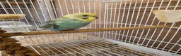 Budgerigars birds for sale: Baby Budgies - Advert 8