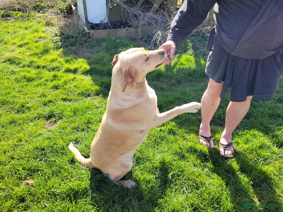 Labrador Retriever dogs for sale: Labrador Retriever - Skratt - Advert 1