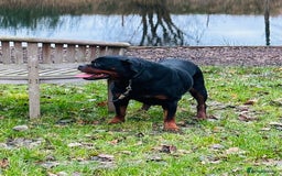 Rottweiler dogs for sale: 🏆Repeat breeding by No.1 Stud in the UK METAL!!🏆 - Image 11