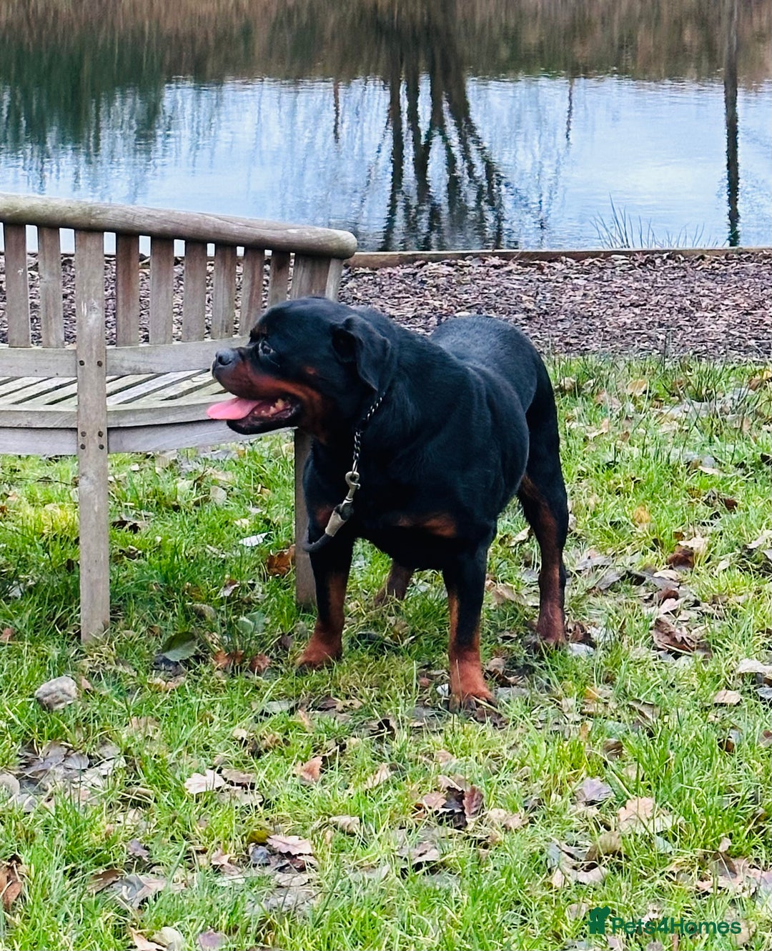Rottweiler dogs for sale: 🏆Repeat breeding by No.1 Stud in the UK METAL!!🏆 - Image 11