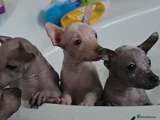 Mexican Hairless dogs RKC registered Xoloitzcuintle miniature puppies - Advert 2