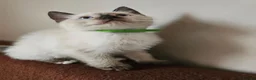 Siamese cats for sale: Siamese x Ragdoll {ragumese} boy  - Advert 7