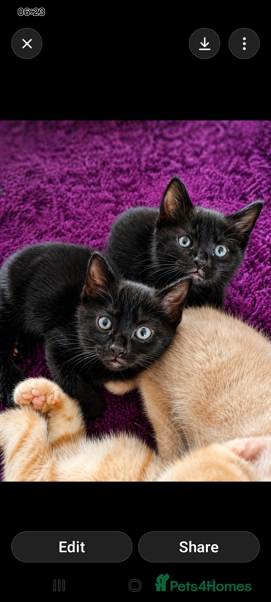 Mixed Breed cats 2 kittens for sale.  - Advert 9