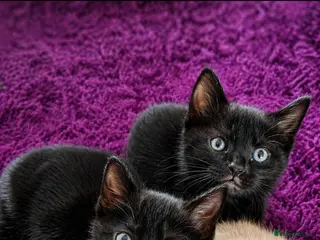 Mixed Breed cats 2 kittens for sale. - Advert 9