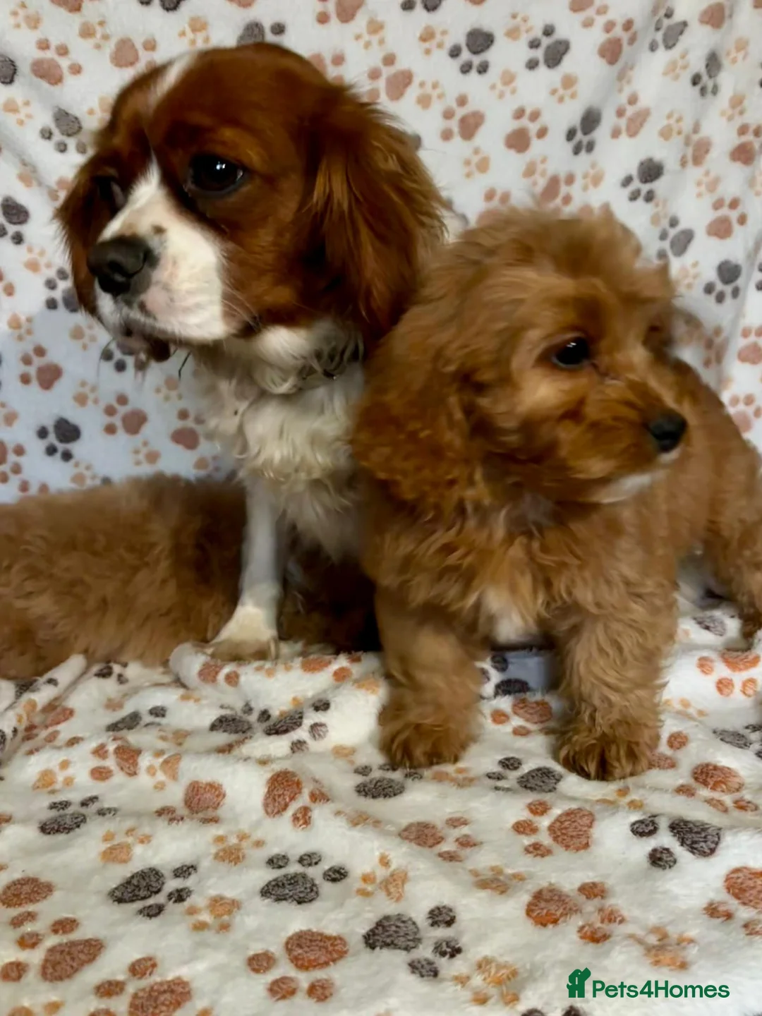 Cavapoo dogs for sale: Beautiful red Cavapoos  in Sheerness - Advert 2