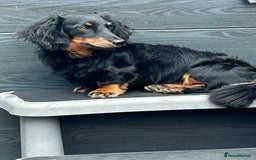 Miniature Dachshund dogs for stud: Long Haired minature Black and Tan male  in Pontefract - Image 8