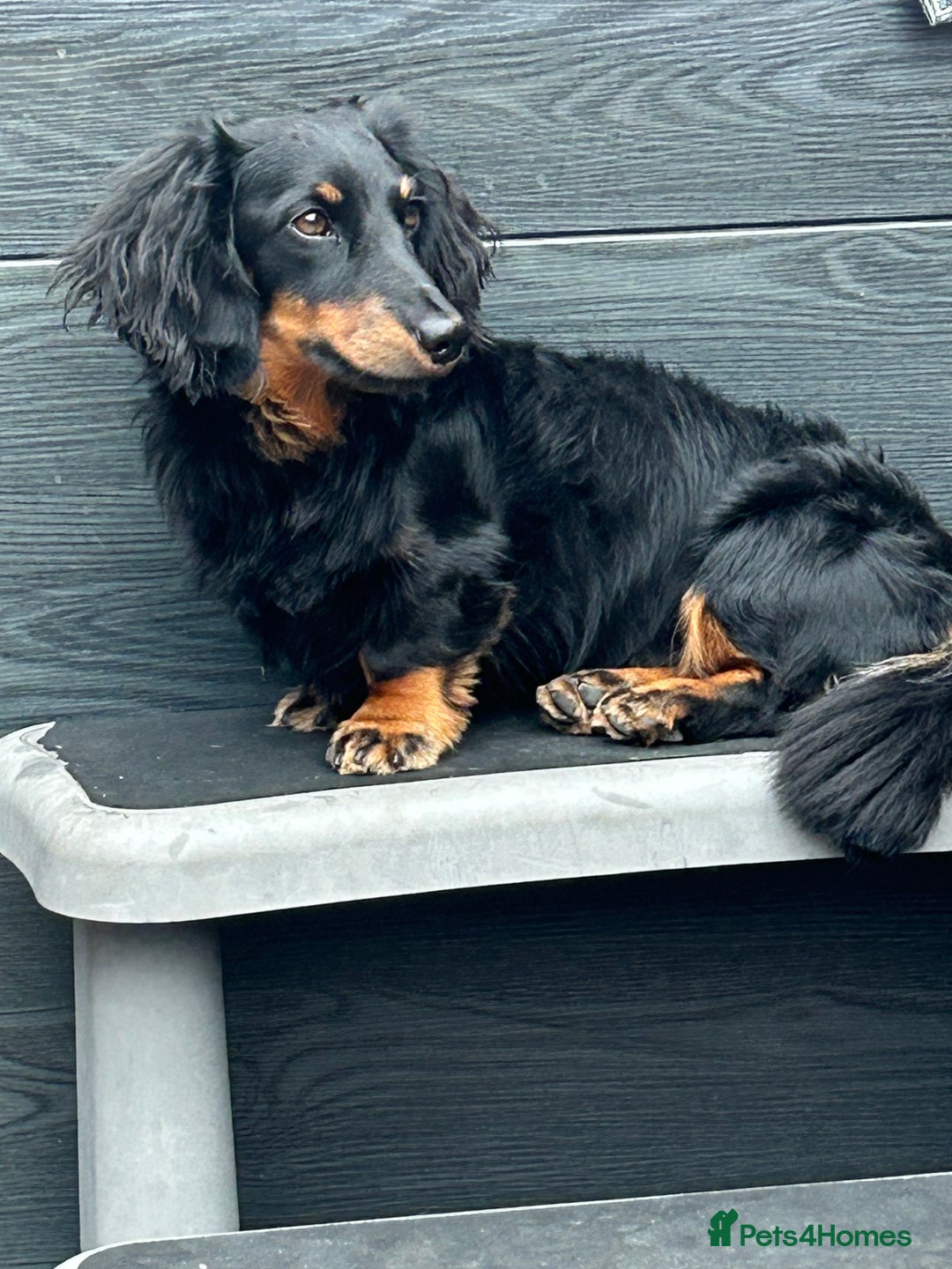 Miniature Dachshund dogs for stud: Long Haired minature Black and Tan male  in Pontefract - Image 8