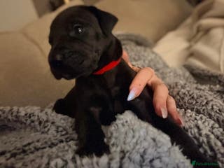 Great Dane dogs *** Only 5 remaining *** Great Dane puppies - Advert 6