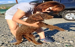Lagotto Romagnolo dogs for adoption: DOMINO, a superb Lagotto Boy - for a Loving Home in Nottingham - Image 3