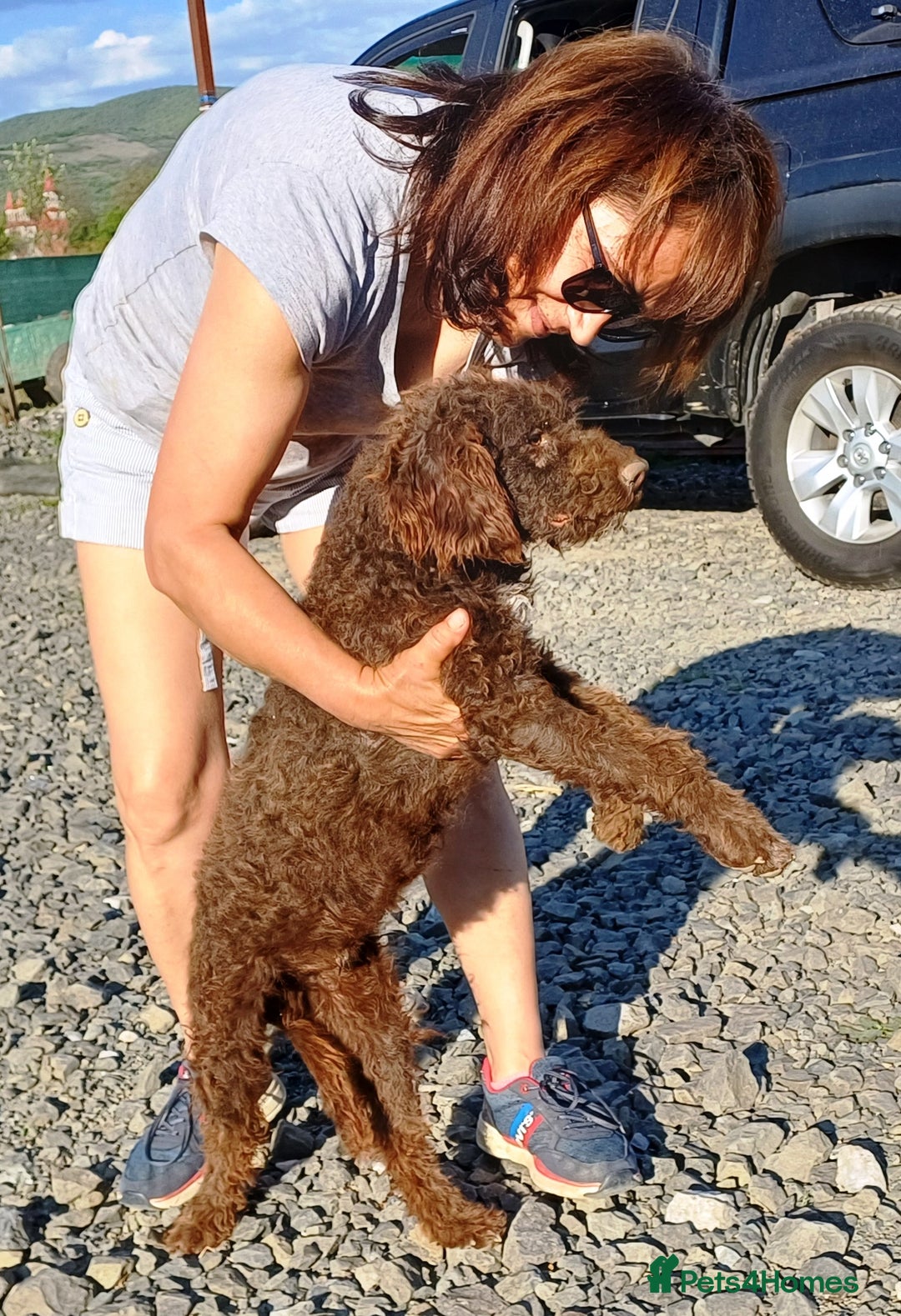 Lagotto Romagnolo dogs for adoption: DOMINO, a superb Lagotto Boy - for a Loving Home in Nottingham - Image 3