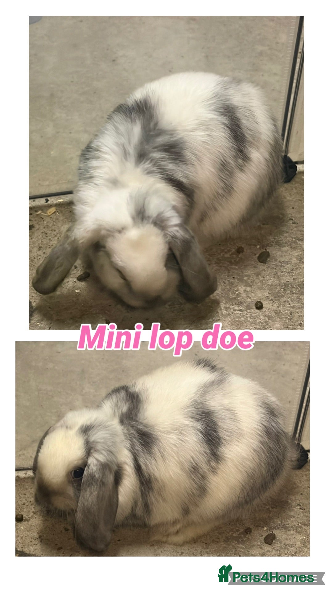 Mini Lop rabbits Mini lop doe’s  - Advert 2