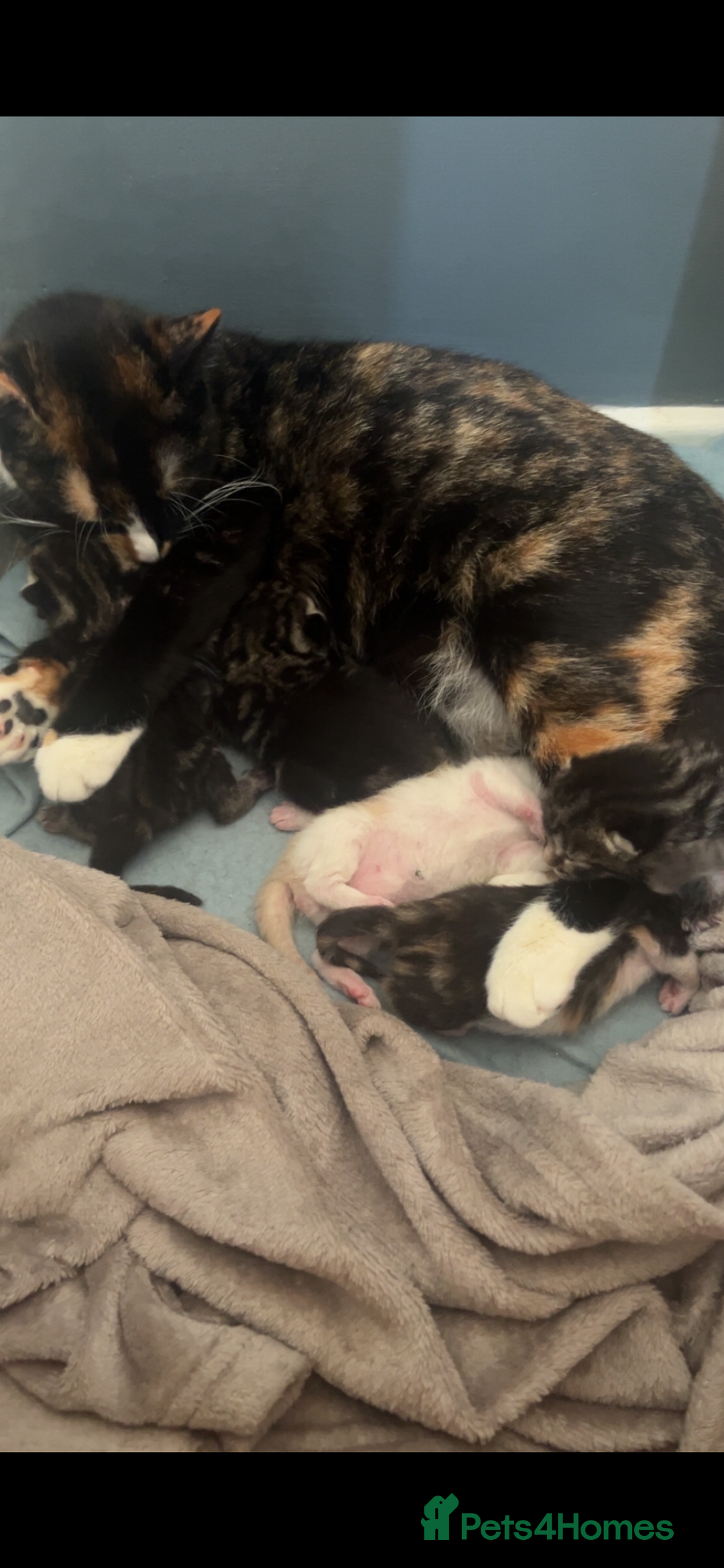 Mixed Breed cats for sale: Two male kittens for sale  - Image 6