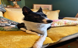 Border Collie dogs for sale: 3 year old male border collie - Kipper - Image 2