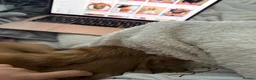 Miniature Dachshund dogs for sale: Arlo : 7-Month-Old Long Haired Miniature Dachshund - Advert 7