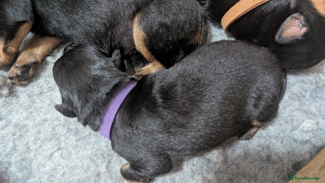Rottweiler dogs for sale: Rottweiler puppies  - Image 13