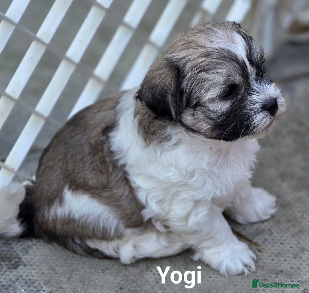 Shih Tzu Maltese Yorkie Adoption Shih Tzu Bichon Cross Yorkshire