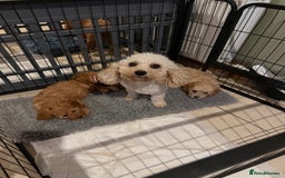 Cavapoochon dogs for sale: Toy Cavapoochon Puppy - Image 4
