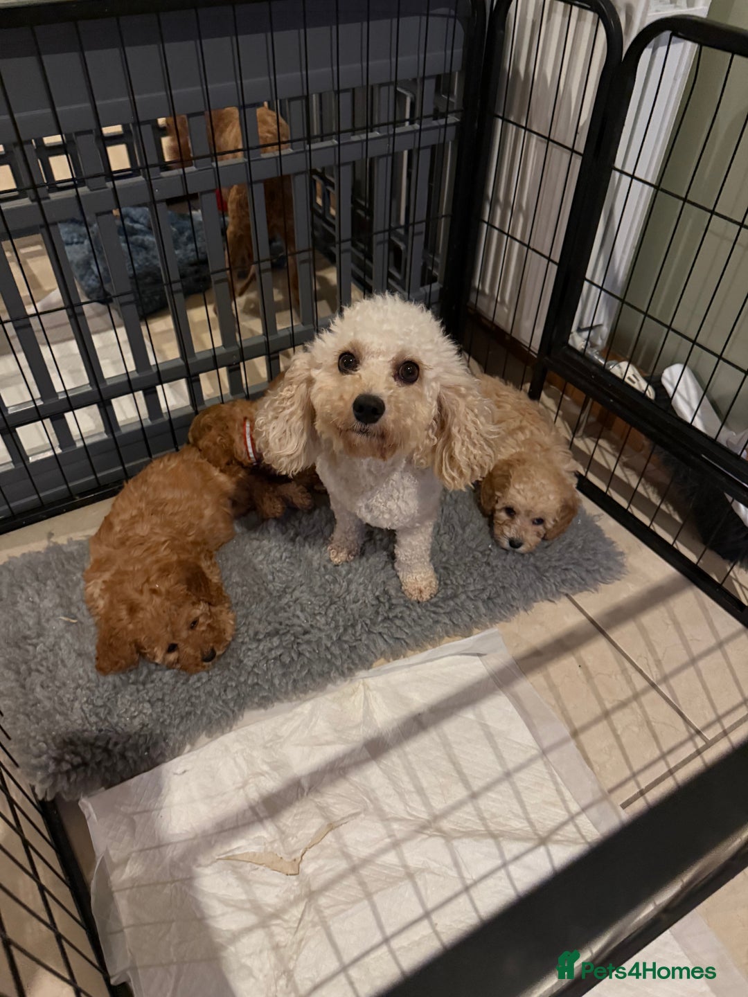 Cavapoochon dogs for sale: Toy Cavapoochon Puppy - Image 4