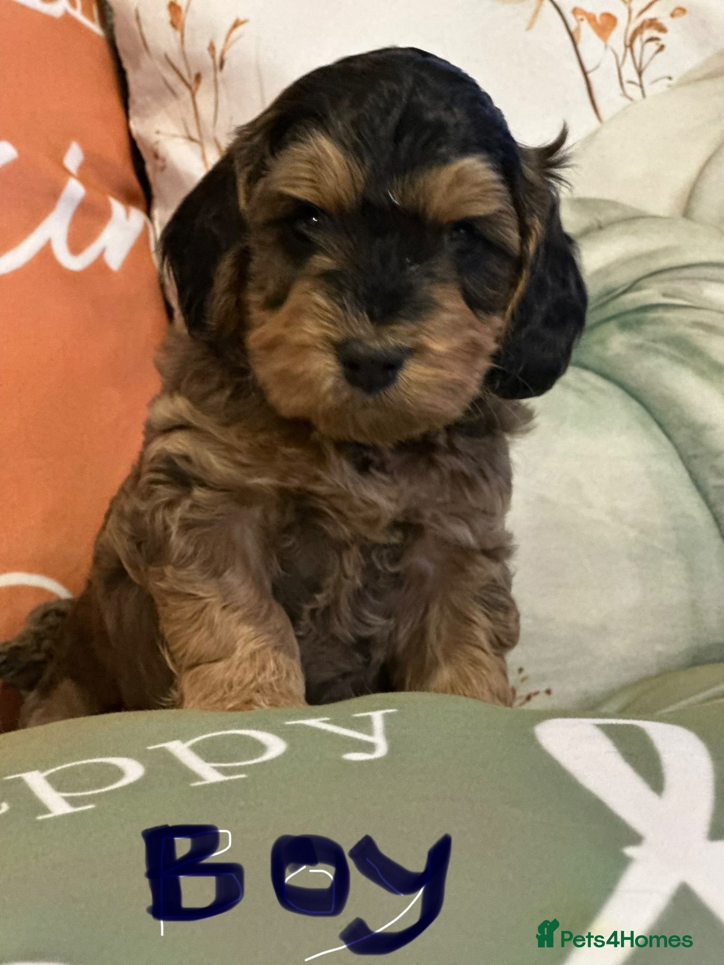 Cockapoo dogs Sable cockapoos, health tested parents  - Advert 1