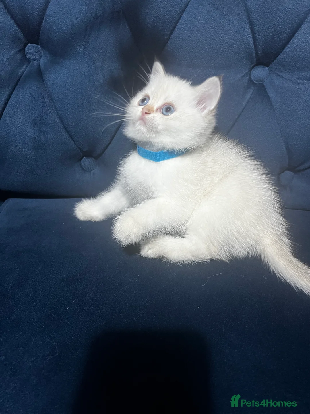 British Shorthair cats for sale: British shorthair type kittens - Advert 8