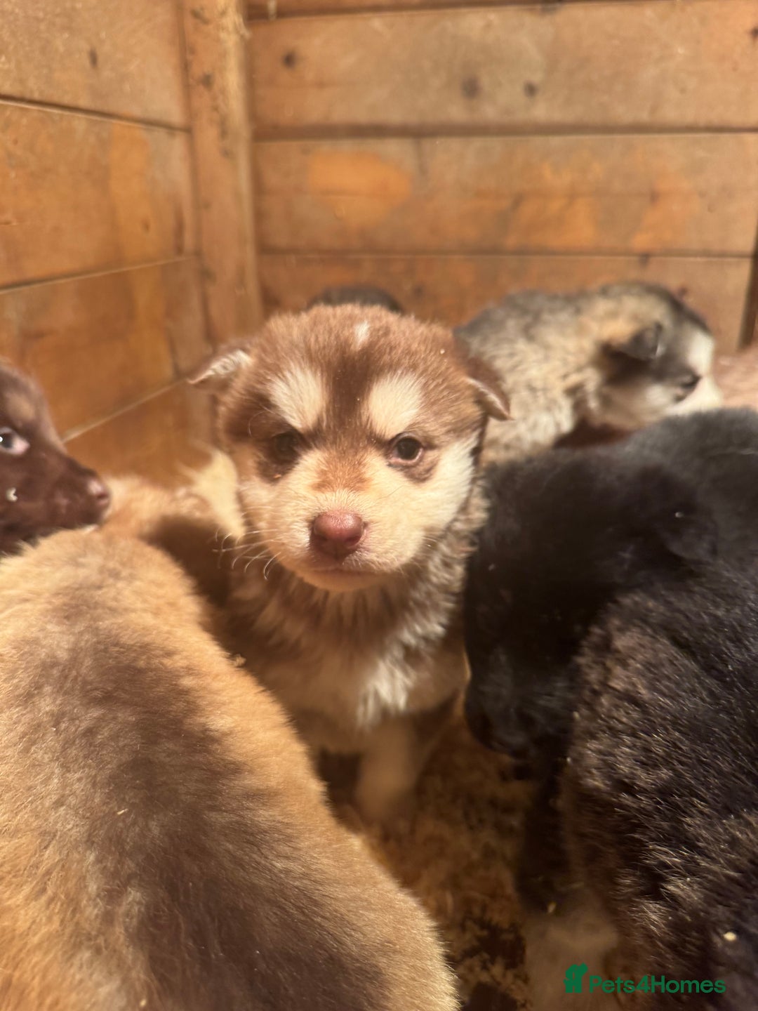 Mixed Breed dogs for sale: Alaskan malamute x German shepherd puppies  - Advert 9