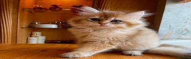 British  Longhair