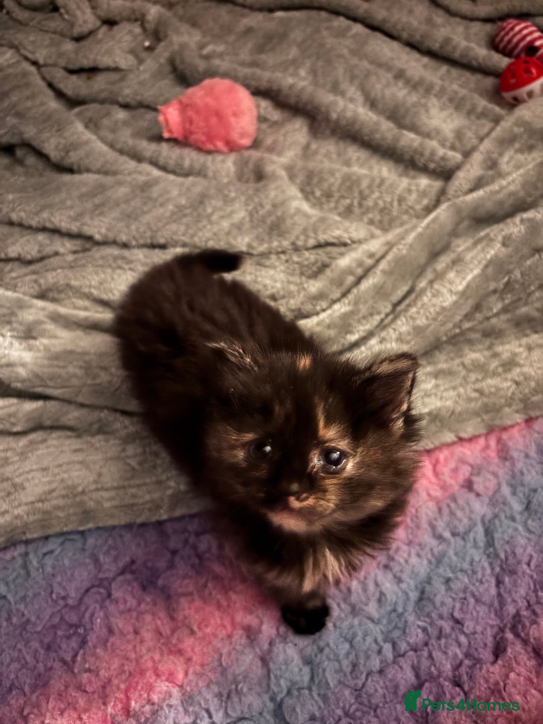 Mixed Breed cats for sale: READY NOW  - Advert 22