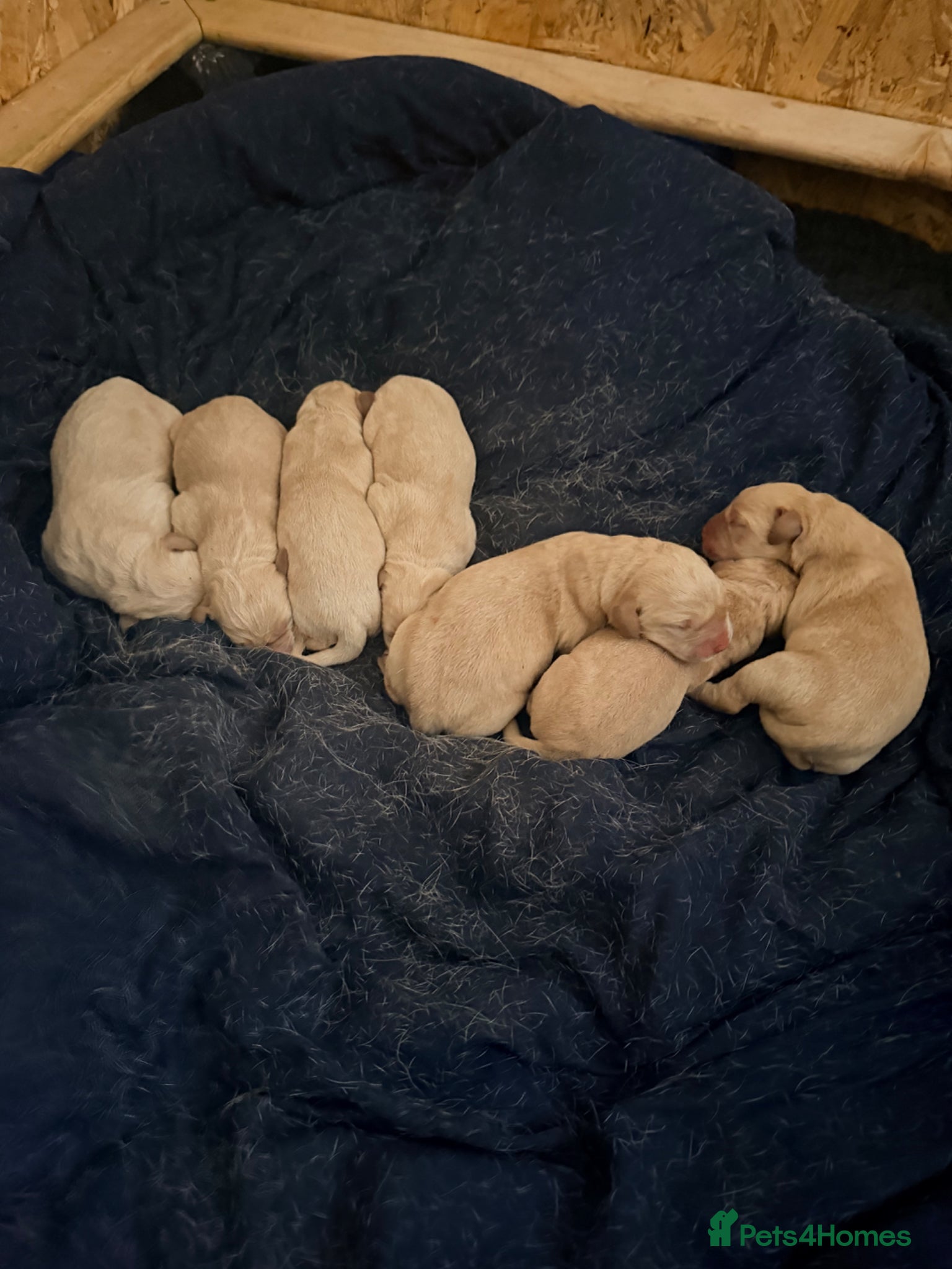 Labrador Retriever dogs Working Yellow Labrador Retriever Pups - Advert 3