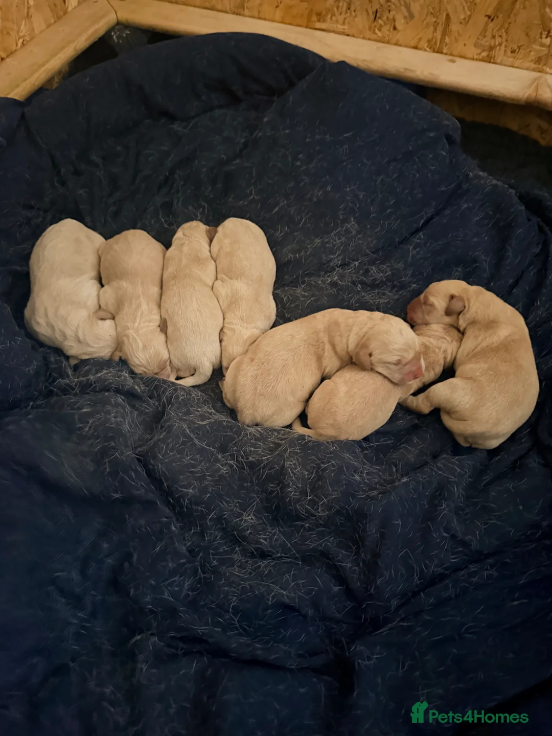 Labrador Retriever dogs for sale: Working Yellow Labrador Retriever Pups - Advert 1