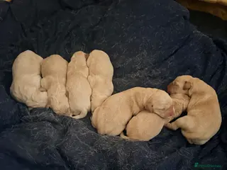 Labrador Retriever dogs Working Yellow Labrador Retriever Pups - Advert 3